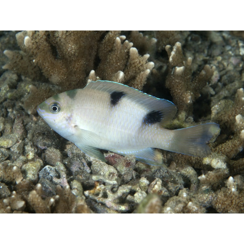 White Saddle Damselfish