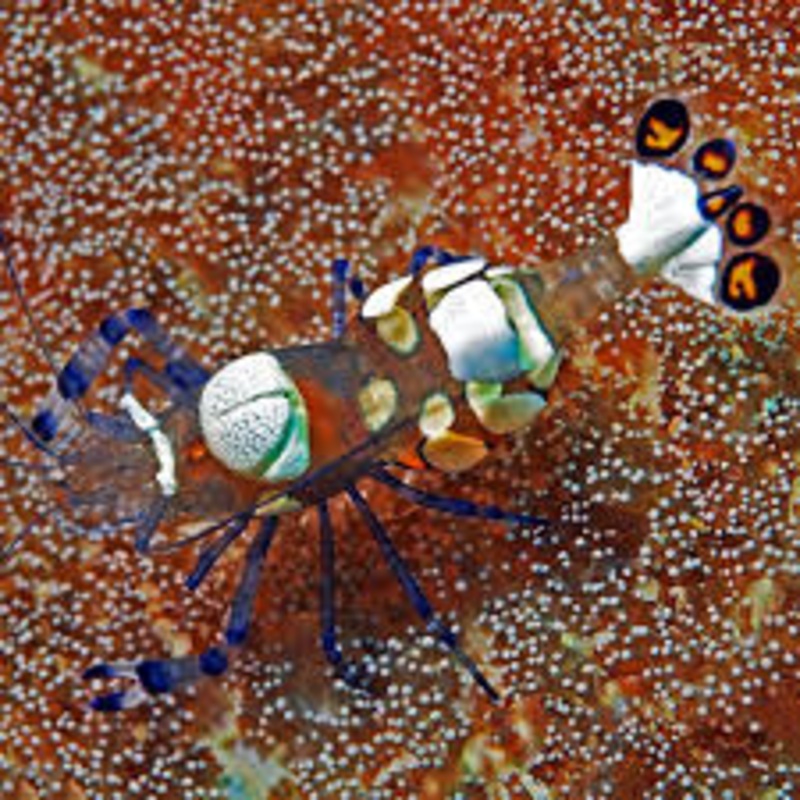 White Spot Anemone Shrimp