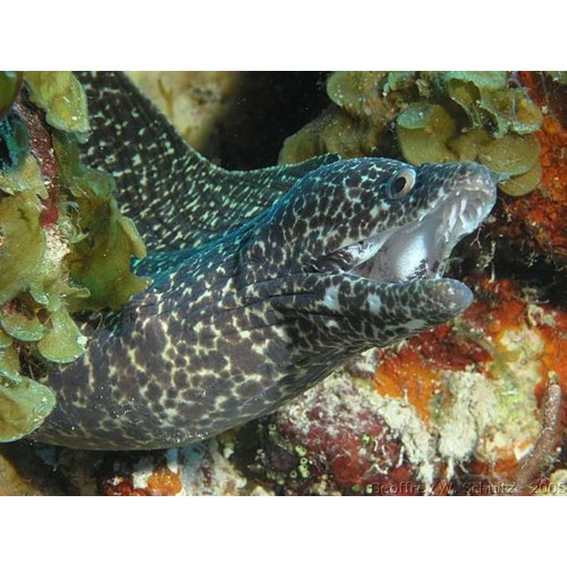 White Spotted Moray Eel