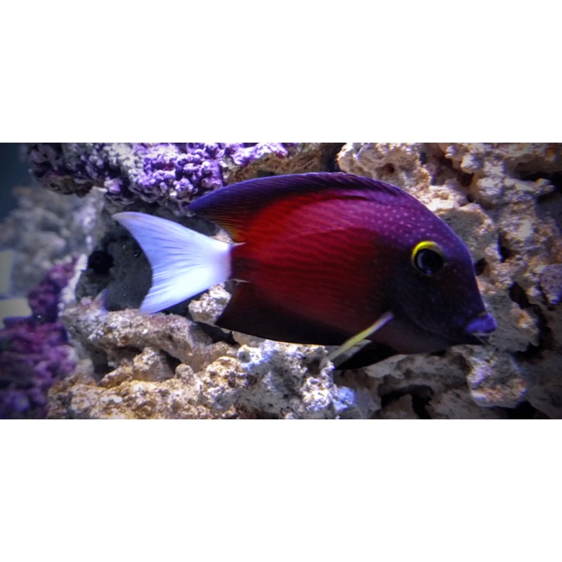 White Tail Yellow Eye Kole Bristletooth Tang Size: Tiny 2" Approx