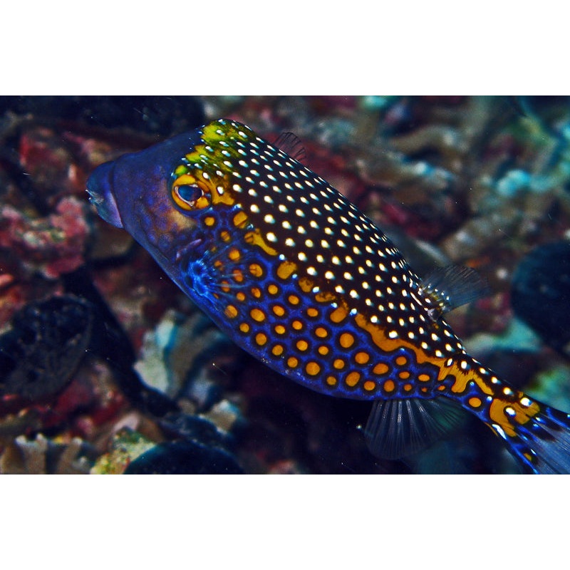 Whitespotted Boxfish