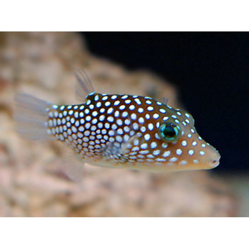 Whitespotted Toby Pufferfish