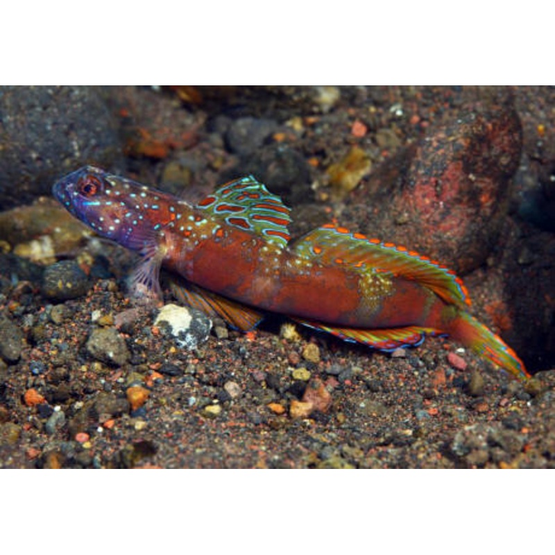 Wide-barred Shrimp Goby