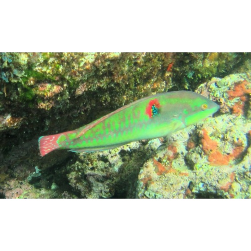 Wounded Wrasse