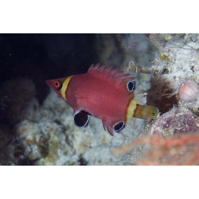 Yellow Banded Possum Wrasse Size: Tiny 1" and Below