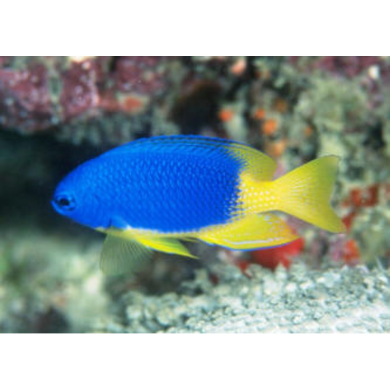 Yellow Belly Caerulean Damselfish
