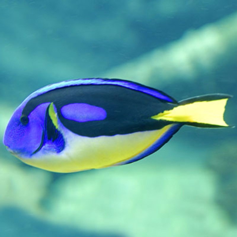 Yellow Belly Hippo Tang (Africa) Size: Tiny 1.5" and Below