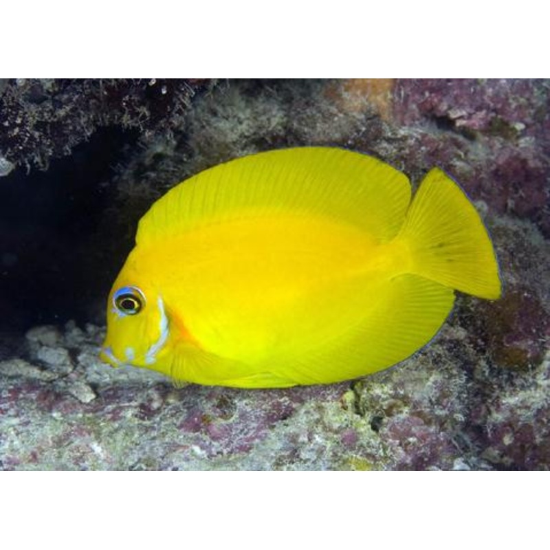 Yellow Mimic Tang ( Chocolate Tang When it is Adult) Tiny: 2" Approx