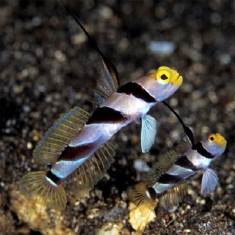 Yellow Nose Shrimp Goby