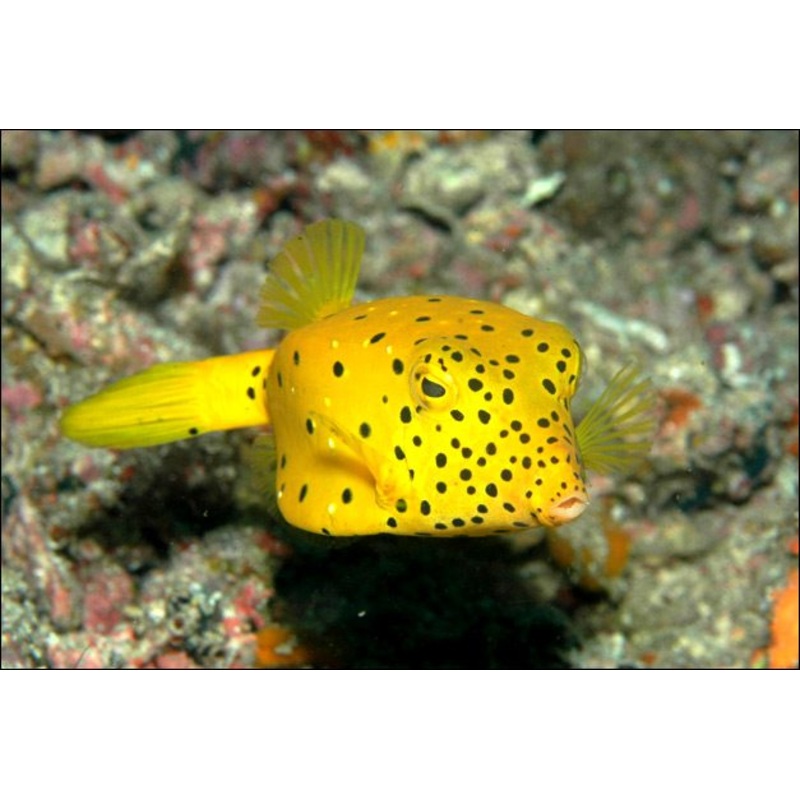 Yellow Polka Dot Boxfish Size: Tiny 1"