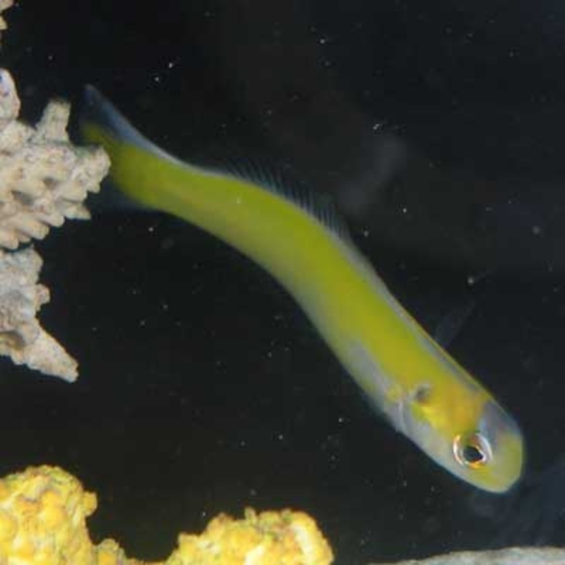 Yellow Tilefish