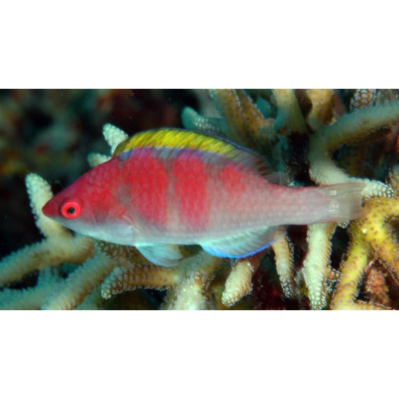 Yellowfin Fairy Wrasse Size: Tiny 1" or Below