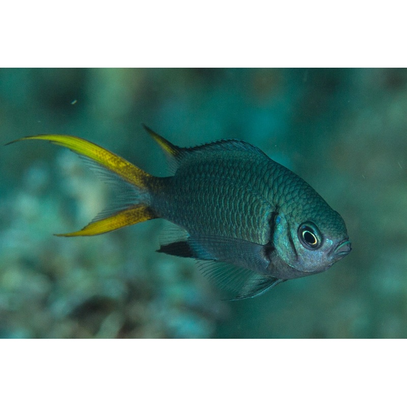 Yellowtail Double Bar Chromis