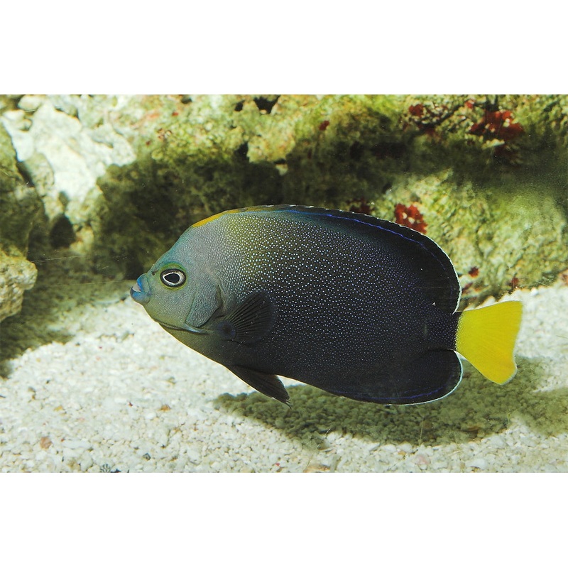 Yellowtail Poma Angelfish