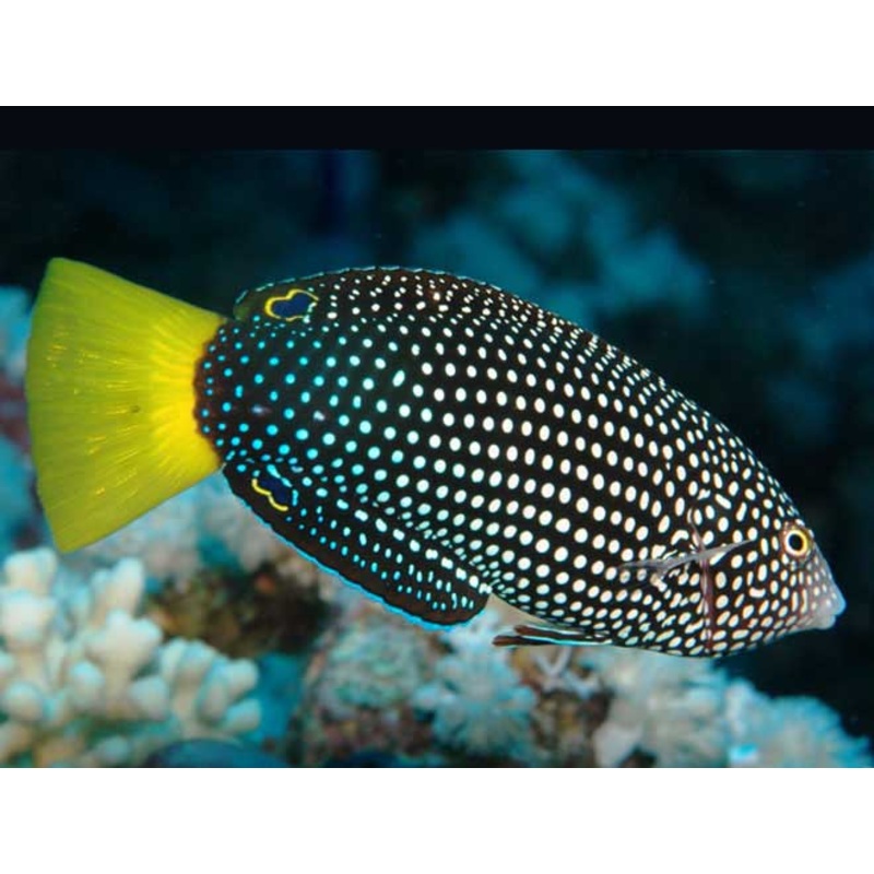 Yellowtail Tamarin Wrasse Size: Tiny 1" or Below