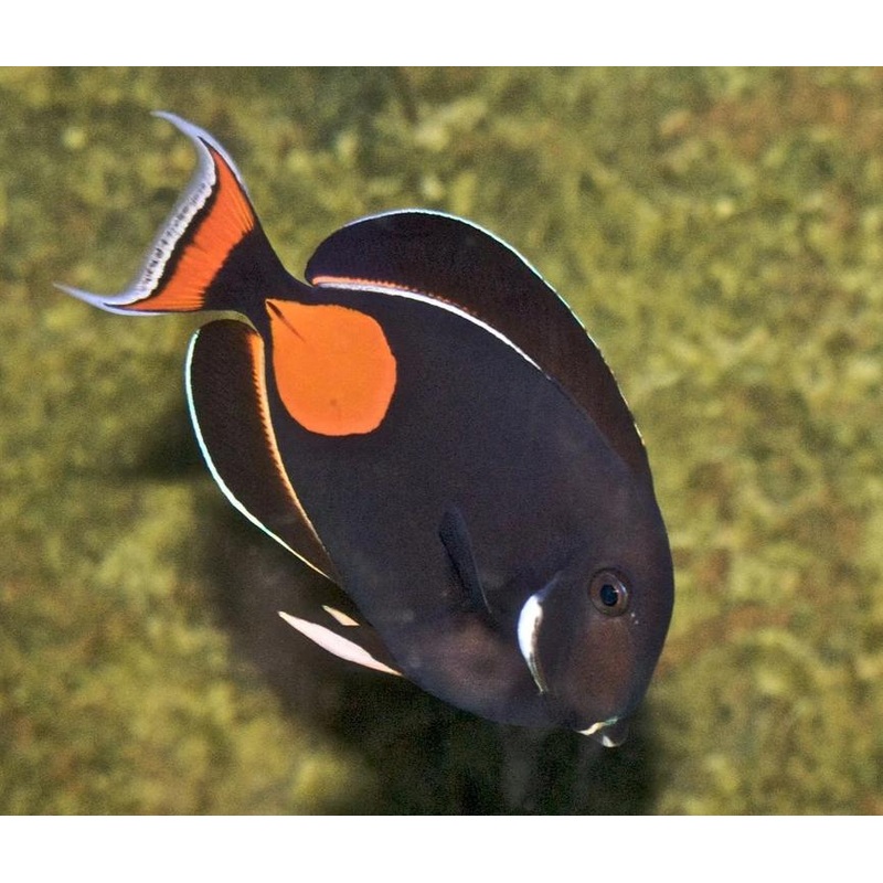 Achilles Tang Size: ML 4" to 5"