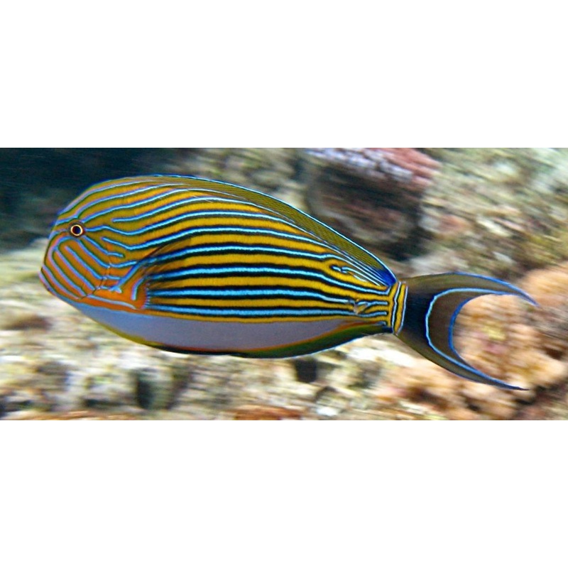 Clown Tang Size: L 5" to 6"