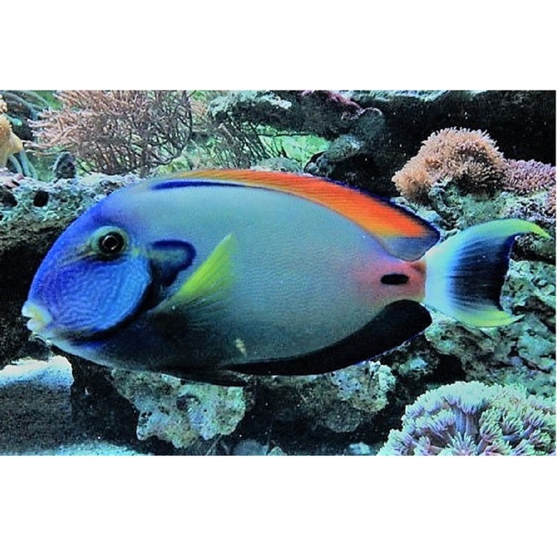 Fowleri Tang Size: L 4" to 5"