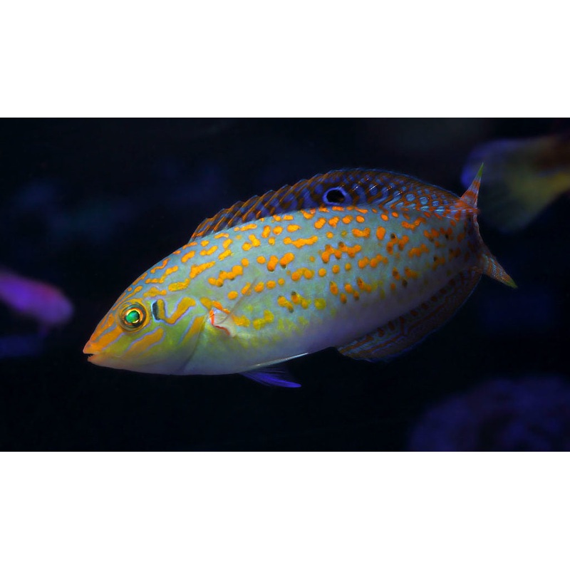 Timor Wrasse Size: M 1" to 2"
