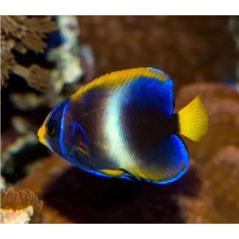 West African Angelfish