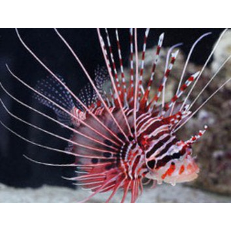 Antennata Lionfish Size: S 1.5" to 2"