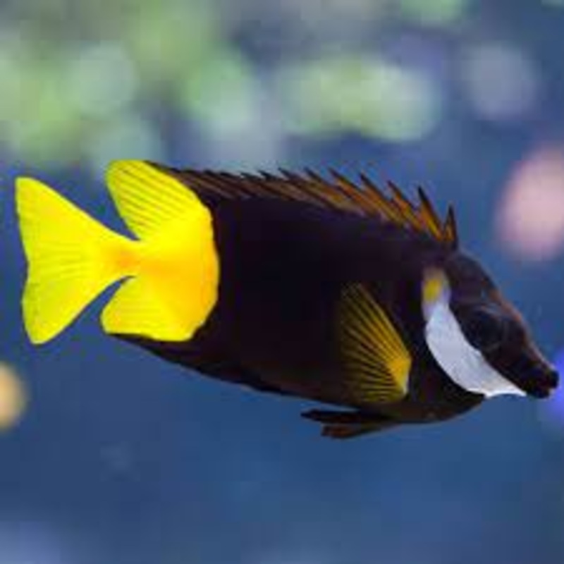 Bicolor Fiji Foxface