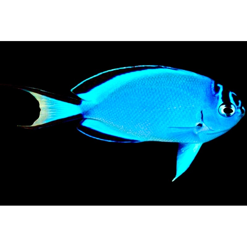 Watanabe Angelfish (Female) Size: M 2" to 3"