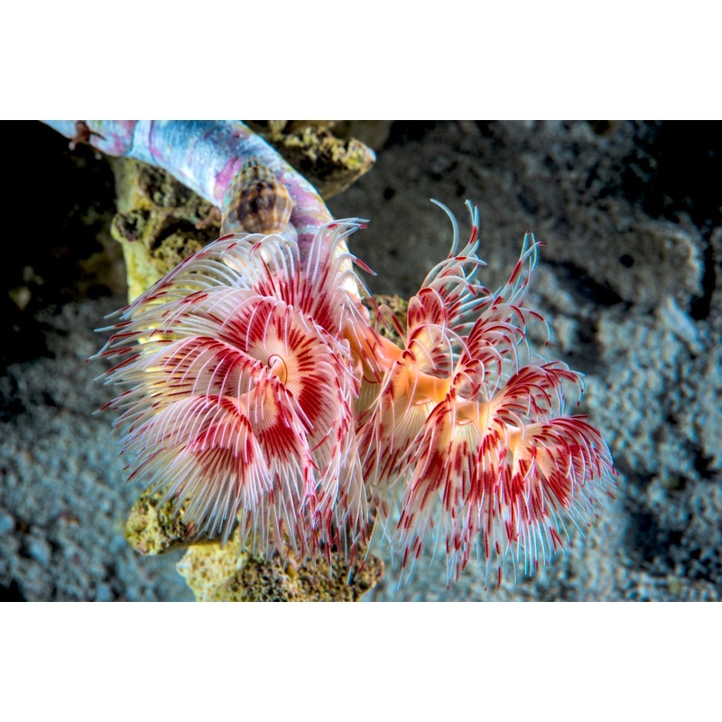 White Hard Shell Red Coco Worm