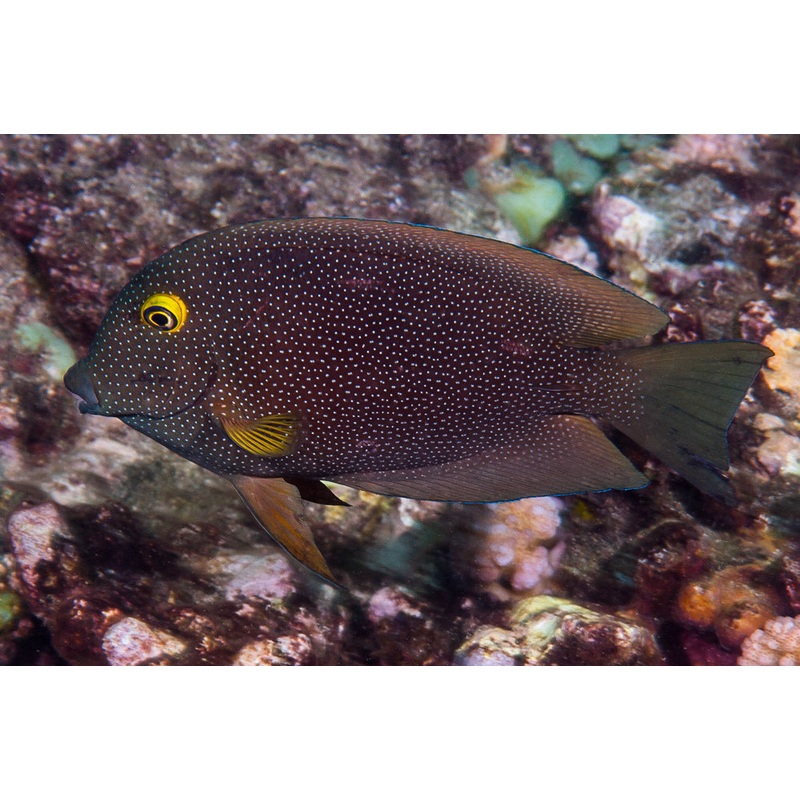 Yellow Eye Kole Tang (Spotted) Size: M 3" to 4"
