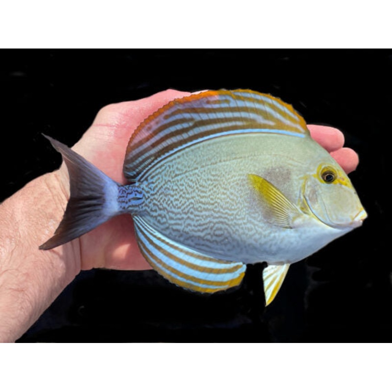 Yellow Fin Tang Fish Size: L 4" to 5"