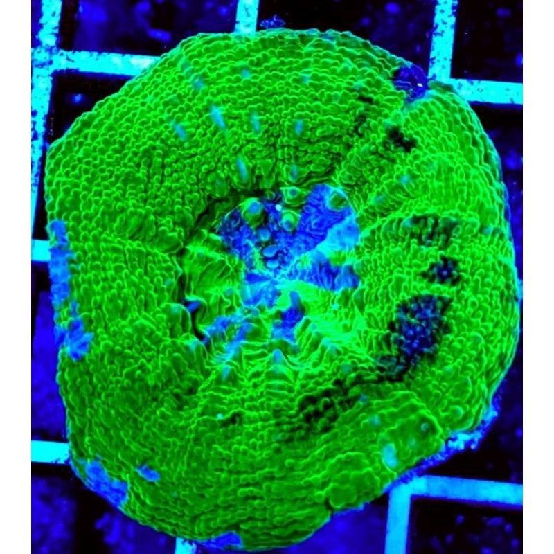 Acan Bowerbanki Green
