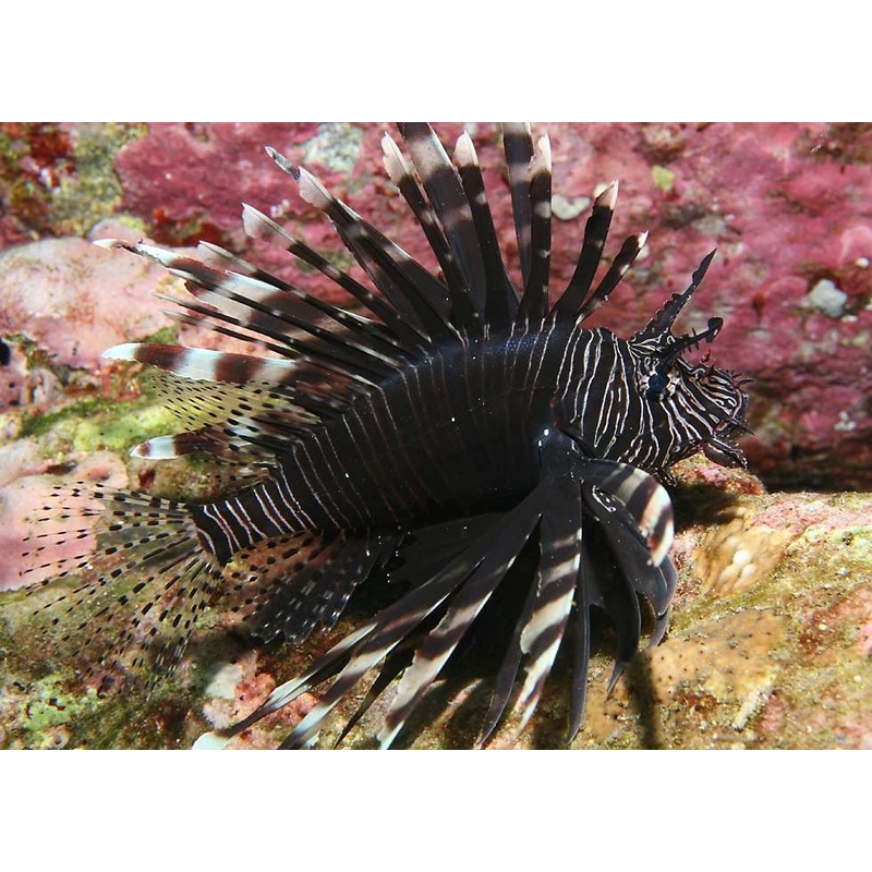 Black Volitan Lionfish Size: XXXL/Show 8" and Above
