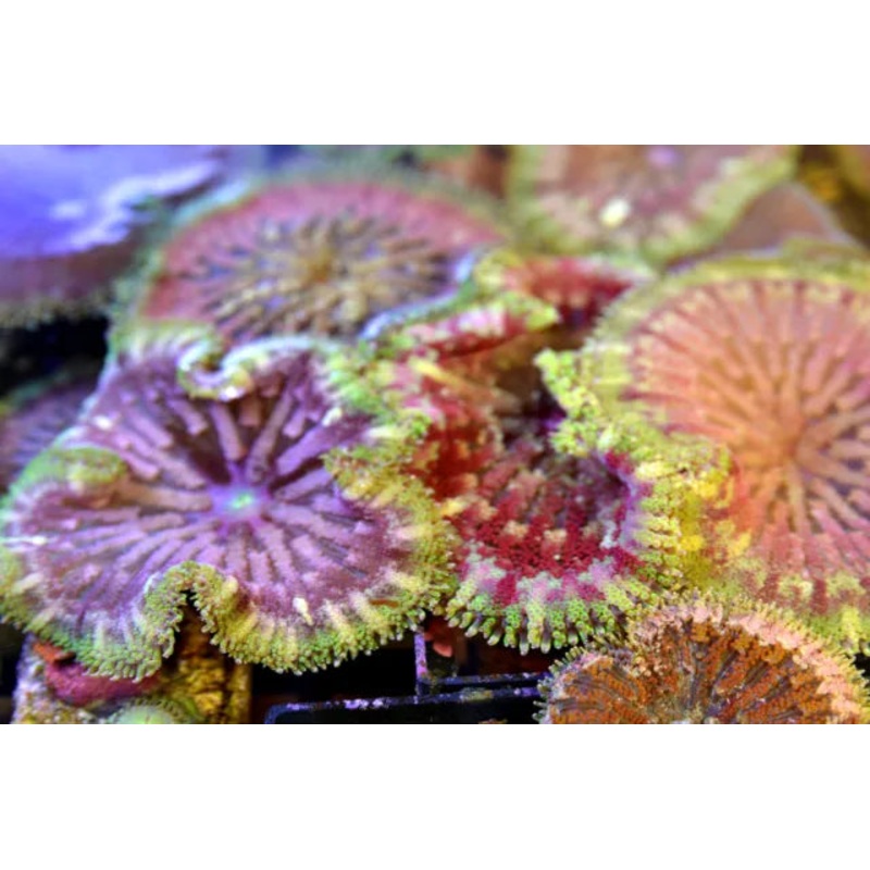 Maxi Mini Carpet Anemone Size: ML 1" to 3"
