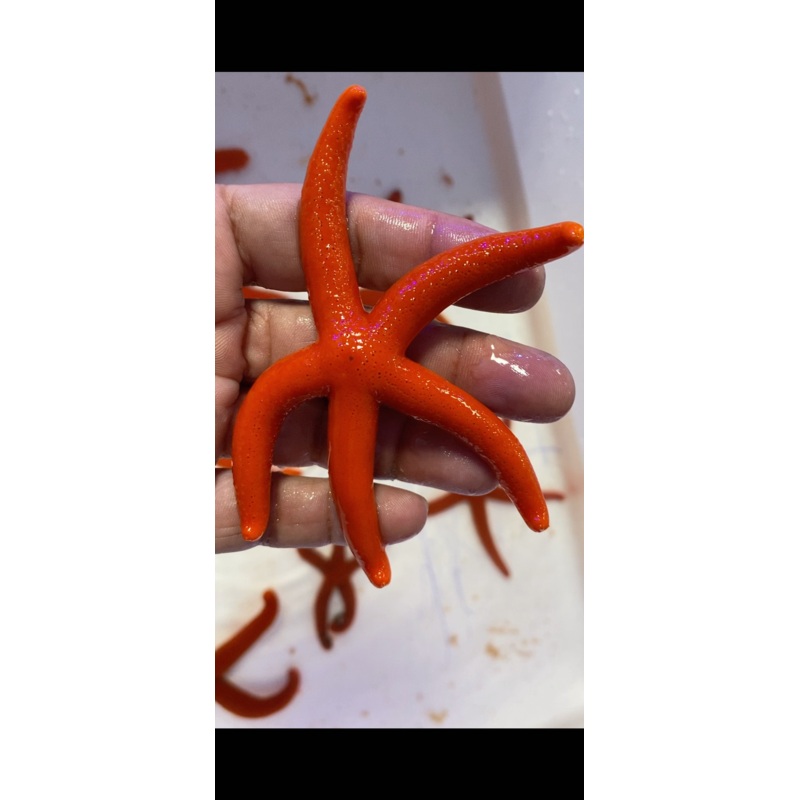 Red Orange Linckia Starfish A grade (Maldives) Size: Medium 2.5" to 4"