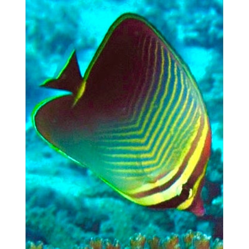 Triangle Butterflyfish Size: M 2" to 3"