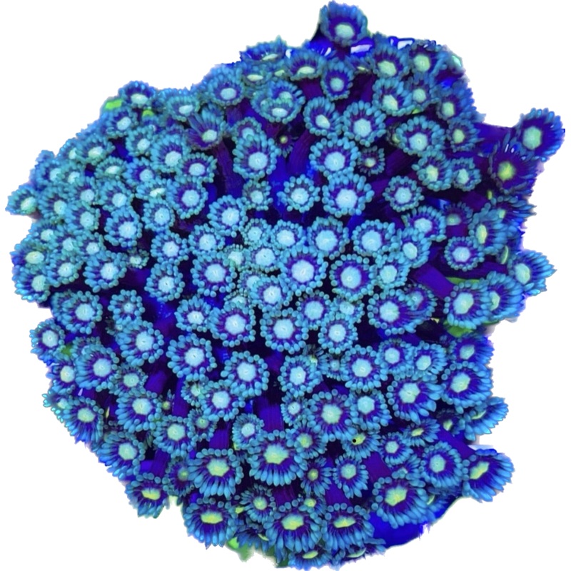 VA Navy Goniopora