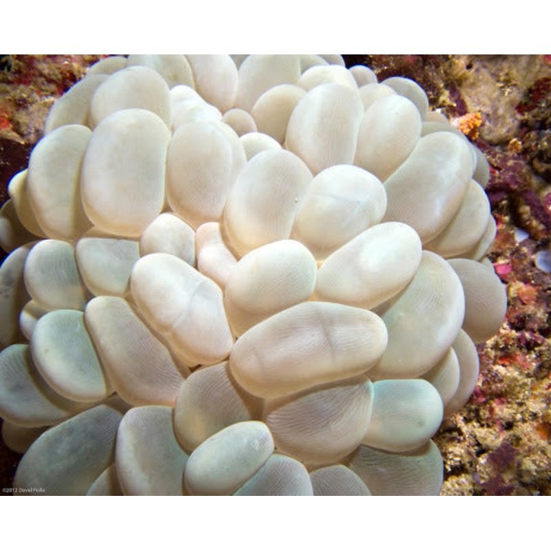 Yellow Bubble Coral
