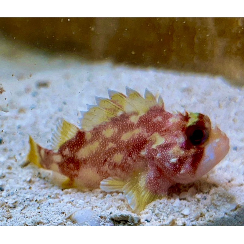 Yellowspotted Scorpionfish