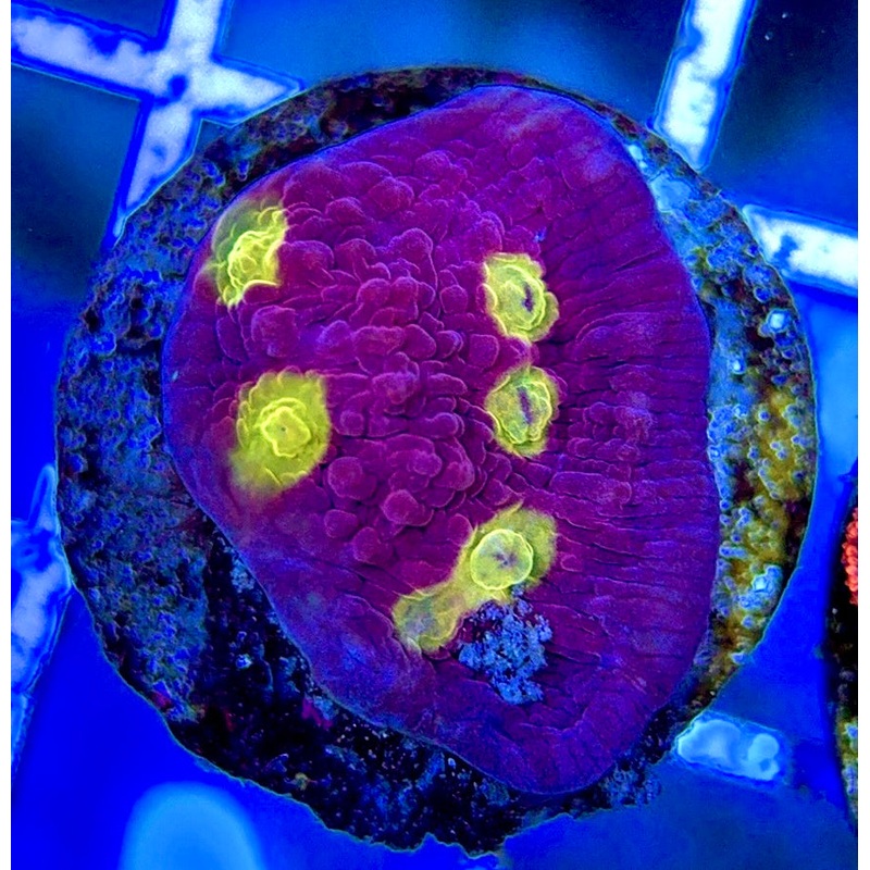 Golden Eye Purple Chalice GEP051304 WYSIWYG