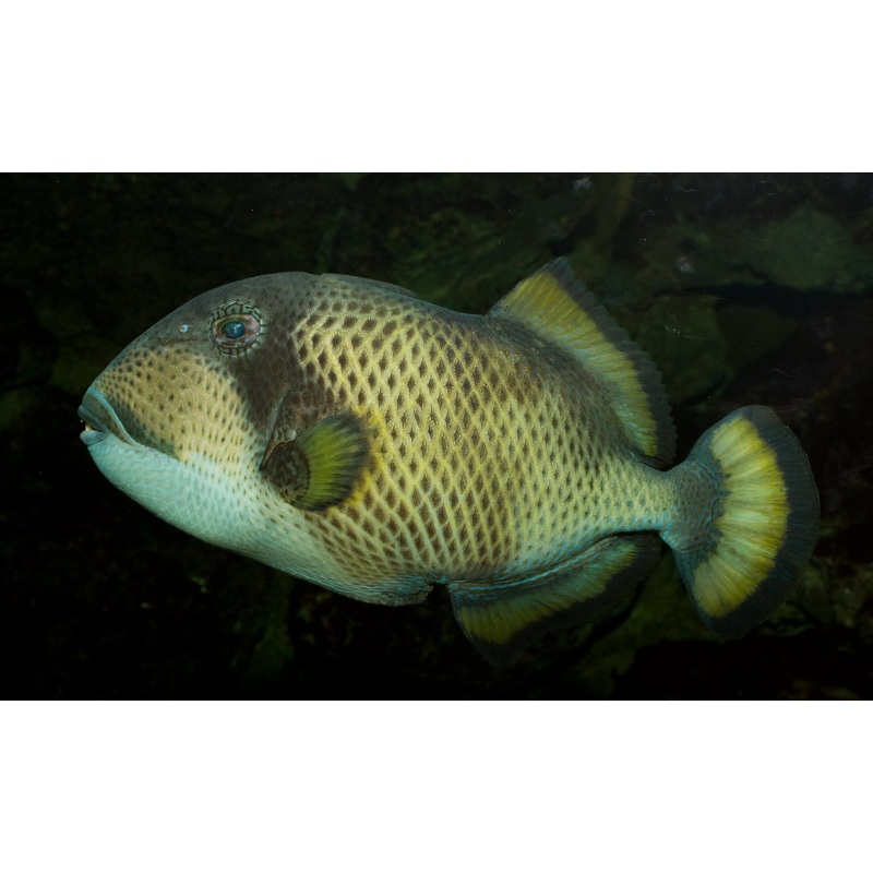 Titan Triggerfish Size: ML 4" to 5"