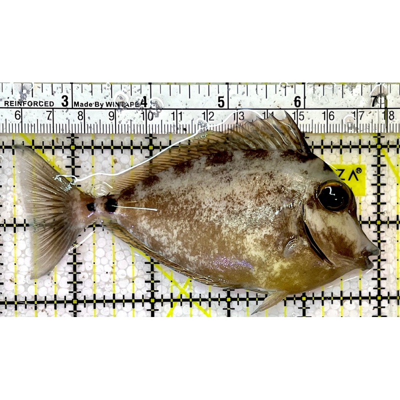 Unicorn Tang UT051501 WYSIWYG Size: ML 4.75