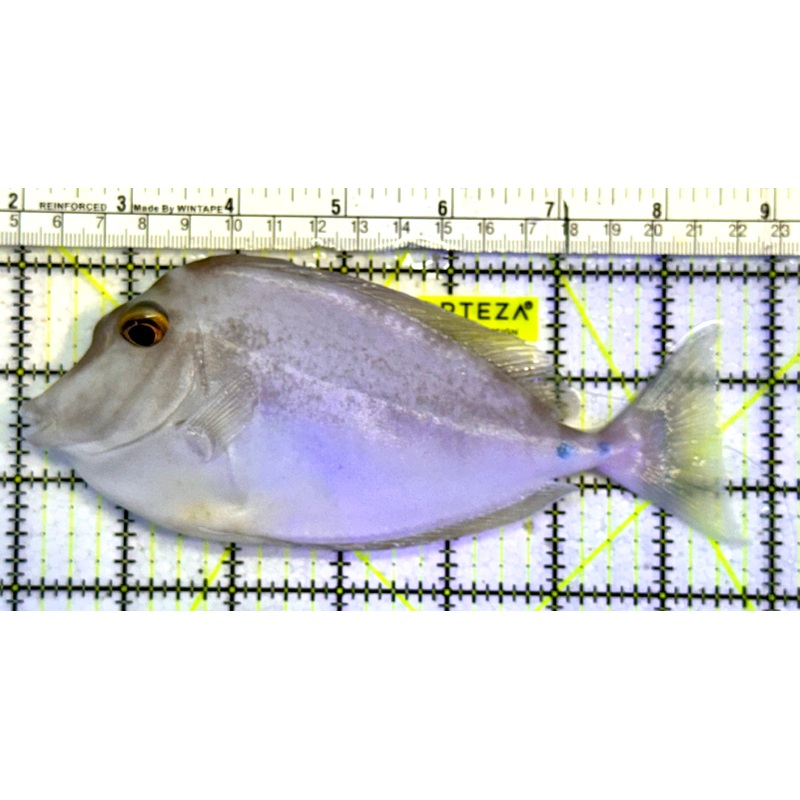 Unicorn Tang UT051502 WYSIWYG Size: XL 6.5