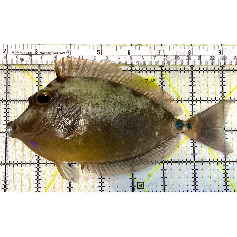 Unicorn Tang UT051503 WYSIWYG Size: XL 7