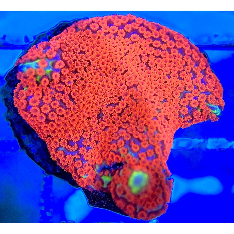 VA Bubblegum Montipora VBM051301 WYSIWYG