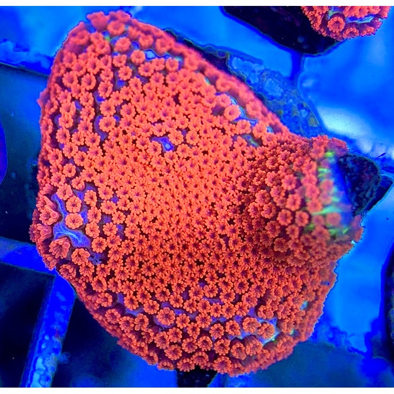 VA Bubblegum Montipora VBM051302 WYSIWYG