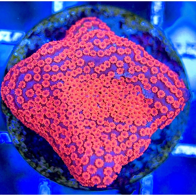 VA Bubblegum Montipora VBM051303 WYSIWYG