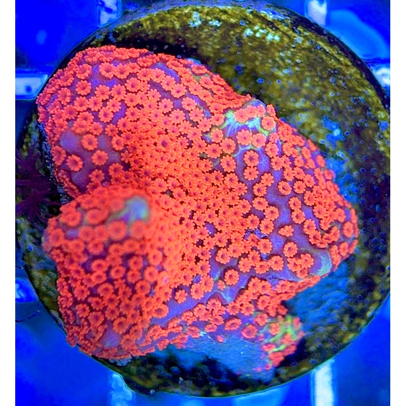 VA Bubblegum Montipora VBM051304 WYSIWYG