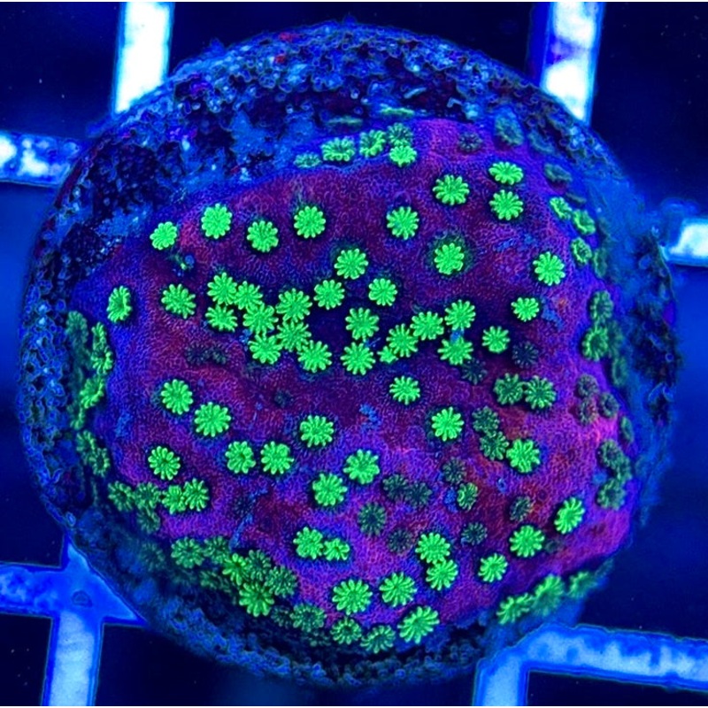VA Supernatural Montipora VSM051301 WYSIWYG