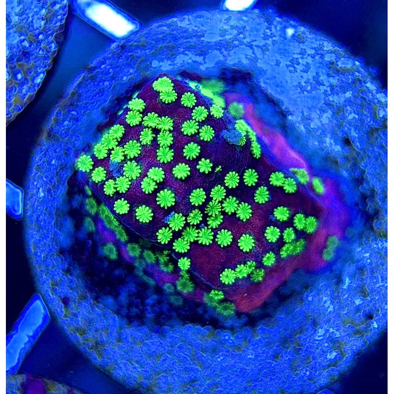 VA Supernatural Montipora VSM051302 WYSIWYG