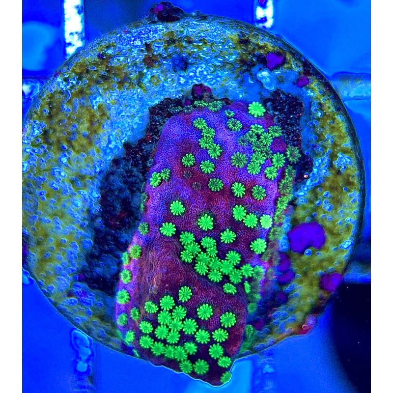 VA Supernatural Montipora VSM051303 WYSIWYG